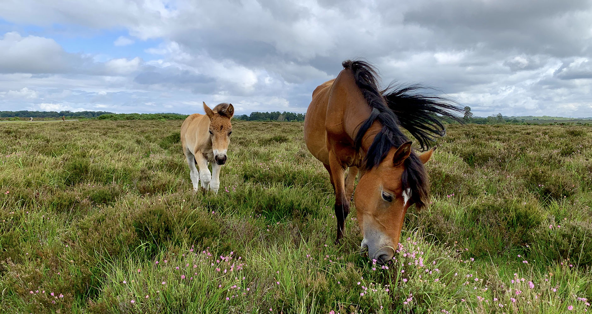 Majestic wild ponies grazing in the New Forest