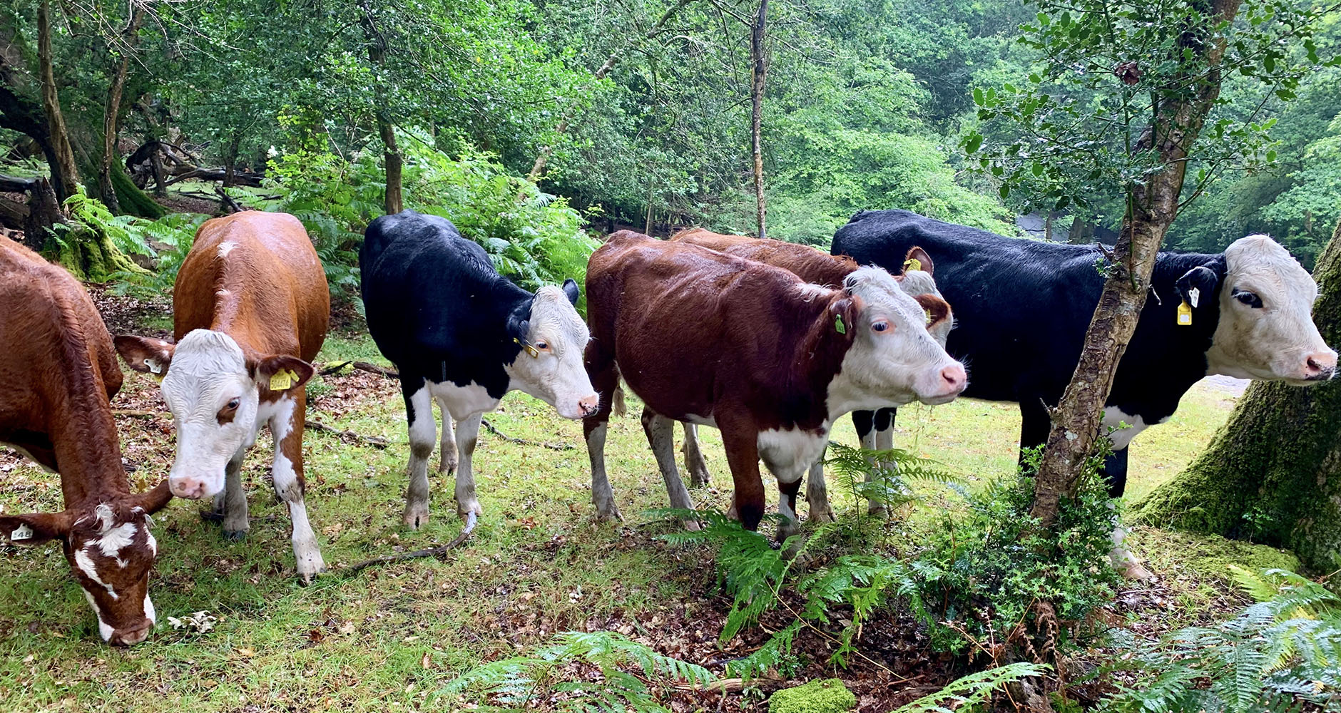 Tom's cattle living their best lives in the forest