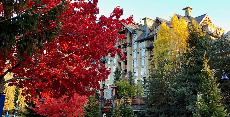 Stunning autumnal coloured trees in Whistler - British Columbia, Canada