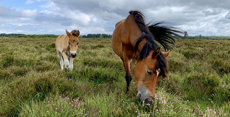 Majestic wild ponies in the New Forest, England