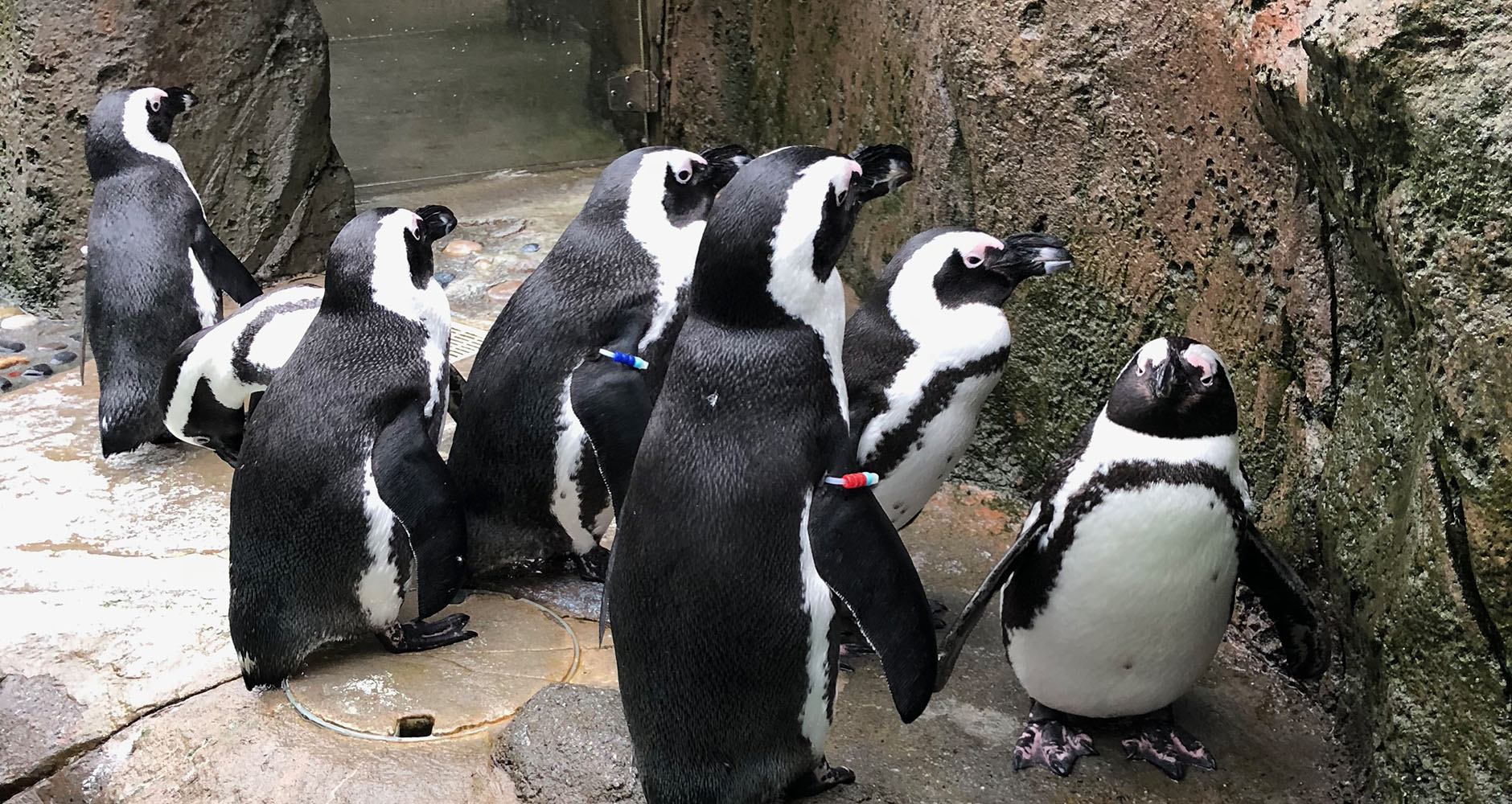 Visiting the penguins at Vancouver Aquarium, Canada